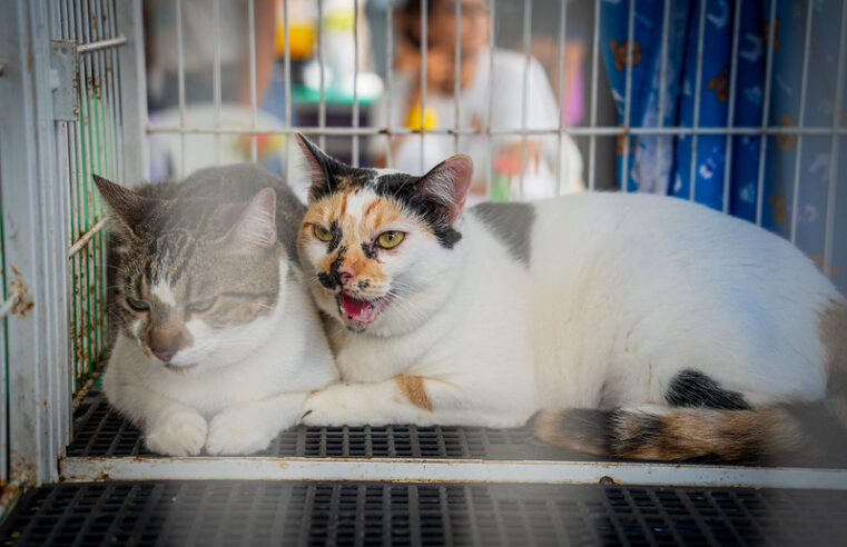 Feira de adoção de animais no CCZ de Caraguatatuba