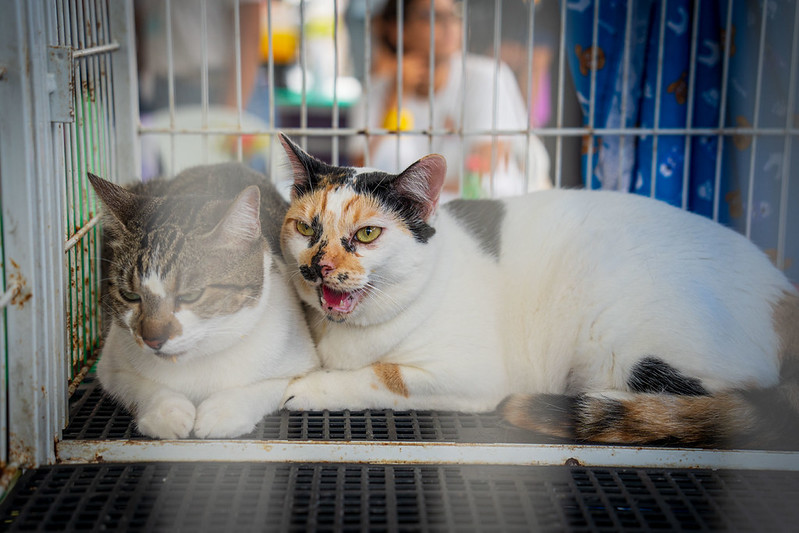 Feira de adoção de animais no CCZ de Caraguatatuba