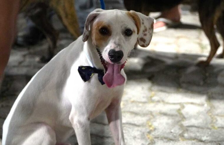 Feira de Adoção de Cães e Gatos em Ilhabela