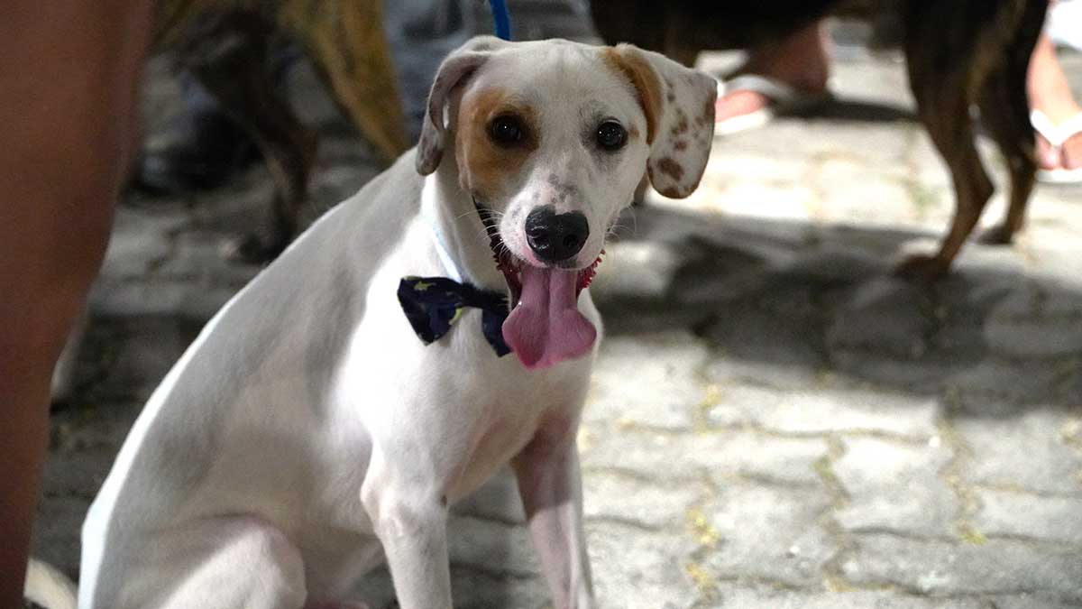 Feira de Adoção de Cães e Gatos em Ilhabela