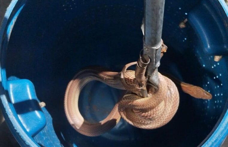 Cobra-d'água assusta moradores em Caraguatatuba