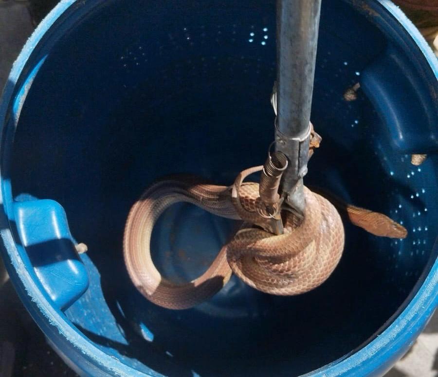 Cobra-d'água assusta moradores em Caraguatatuba