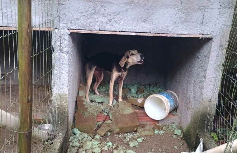 Cães em situação de maus-tratos são resgatados em Ubatuba