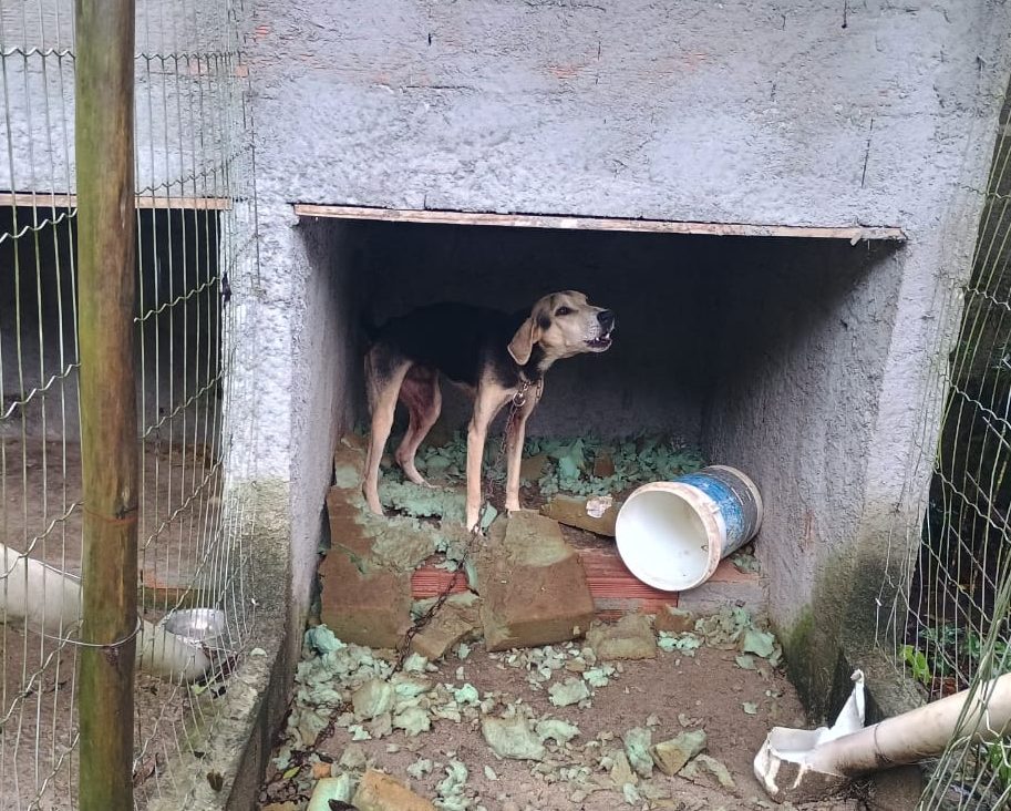 Cães em situação de maus-tratos são resgatados em Ubatuba