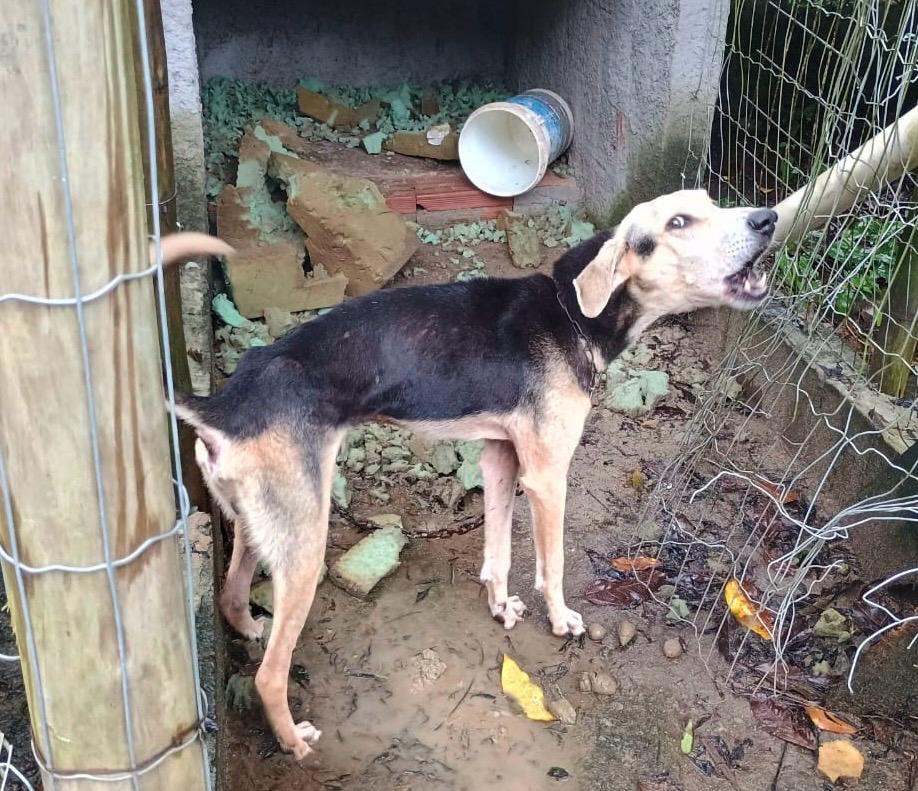 Homem é preso por maus-tratos a cães em Ubatuba