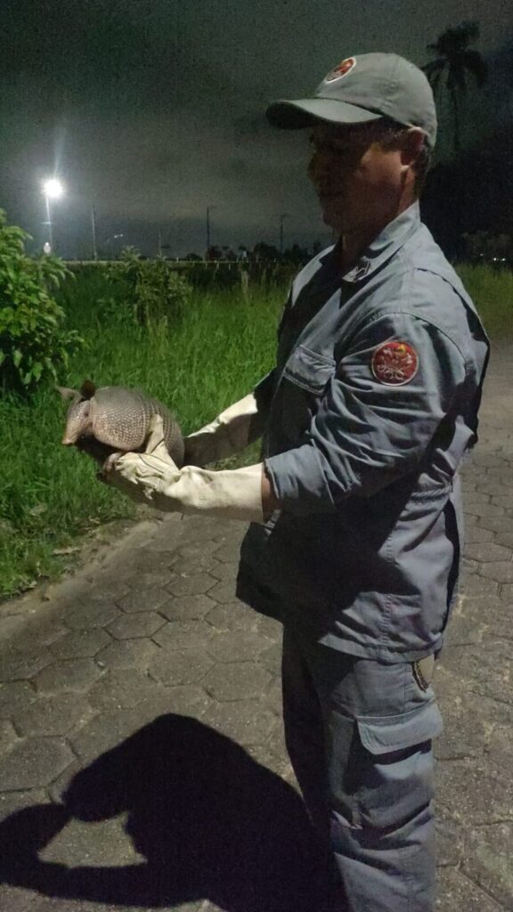 Bombeiros resgatam tatu em situação de risco em Caraguatatuba