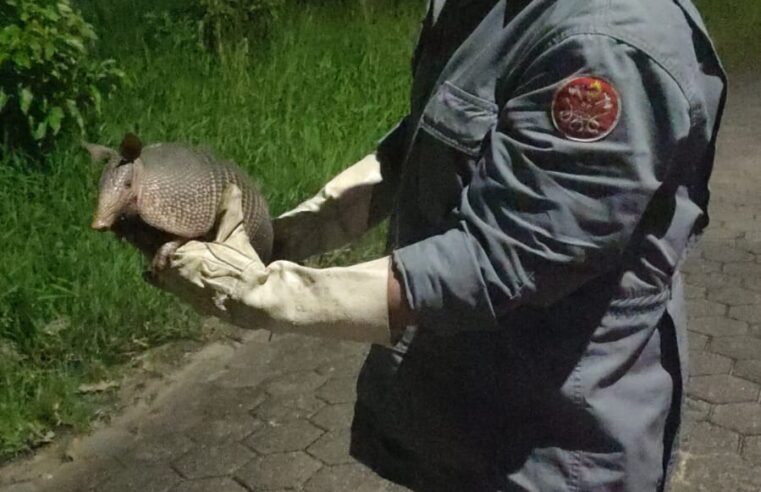 Bombeiros resgatam tatu em situação de risco em Caraguatatuba