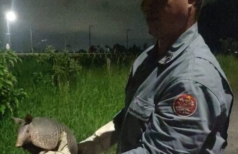 Bombeiros resgatam tatu silvestre em situação de risco