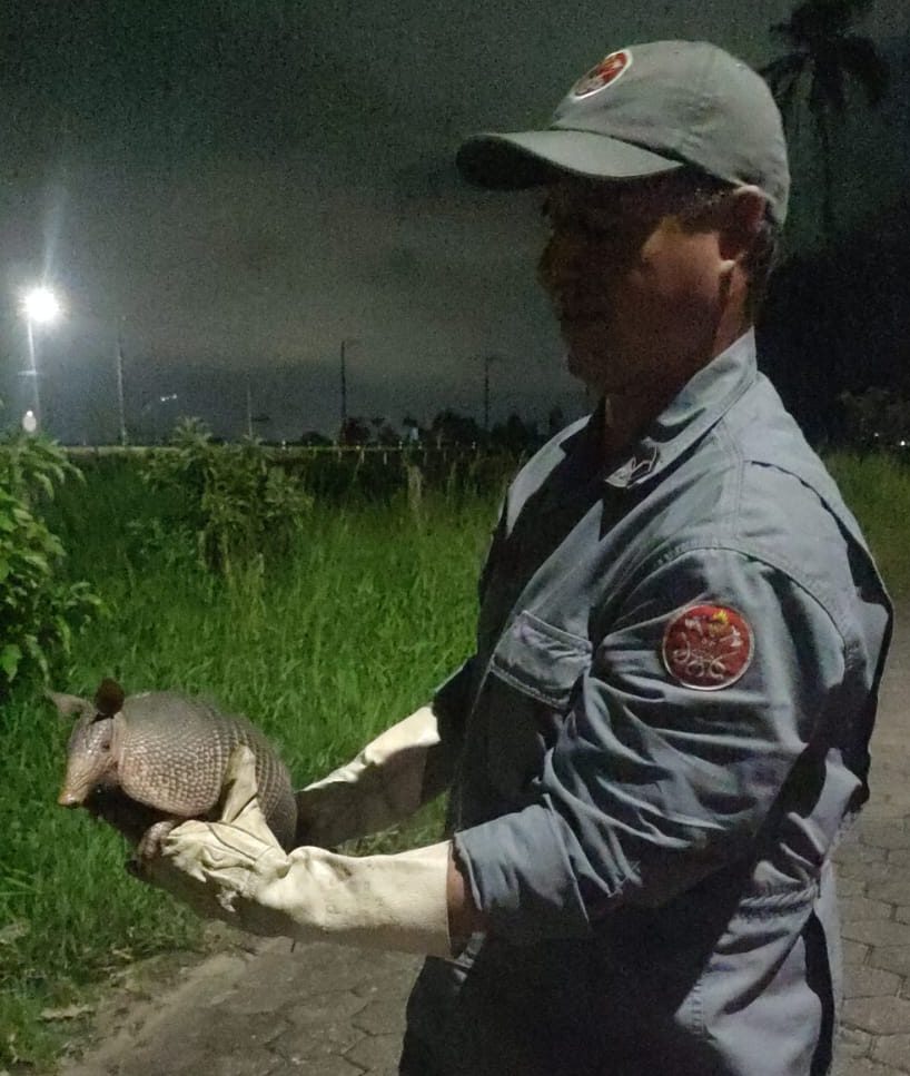 Bombeiros resgatam tatu silvestre em situação de risco