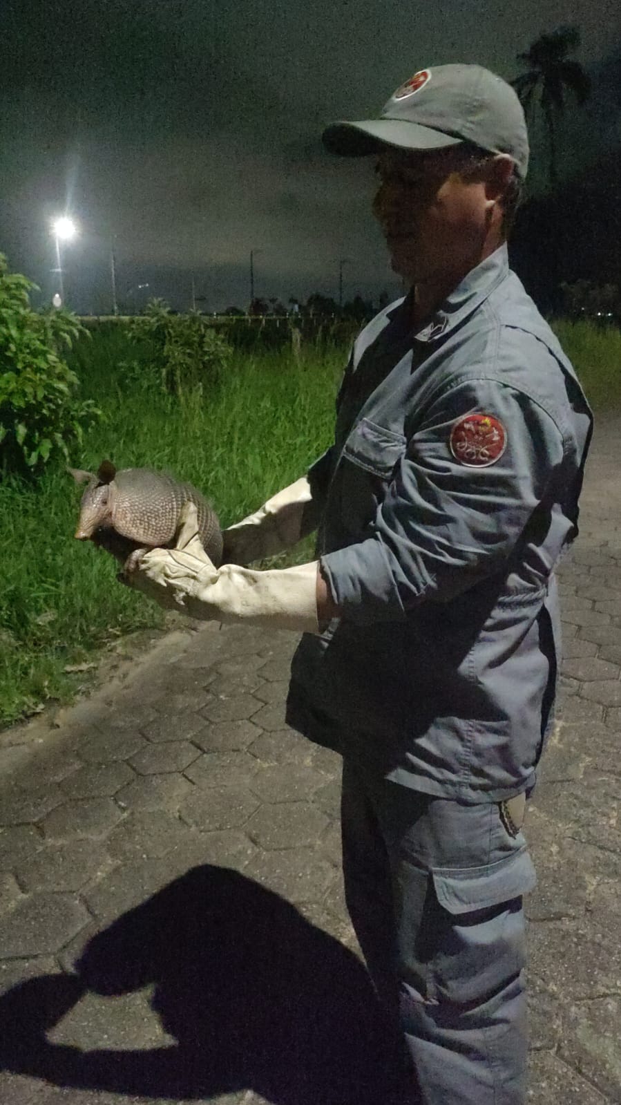 Bombeiros resgatam tatu em situação de risco em Caraguatatuba