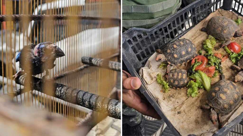 Animais silvestres são vendidos na Feira do Rolo; quatro são presos