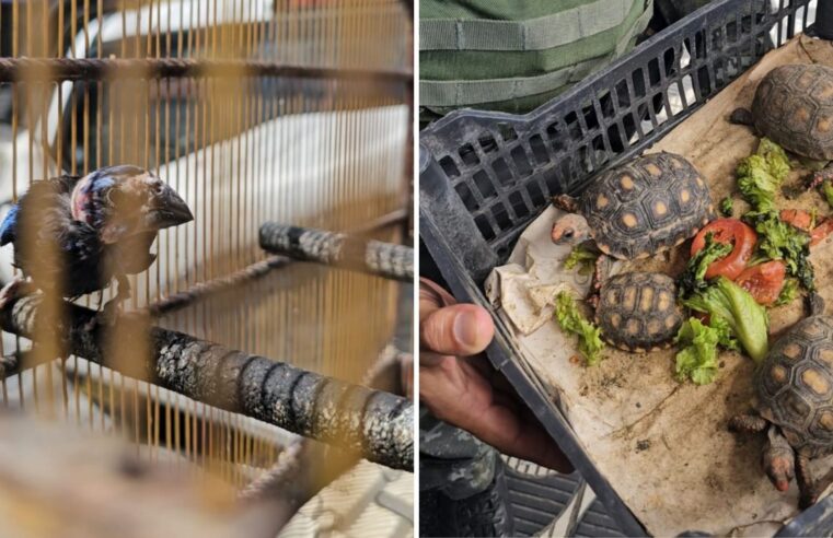 Animais silvestres são vendidos na Feira do Rolo; quatro são presos