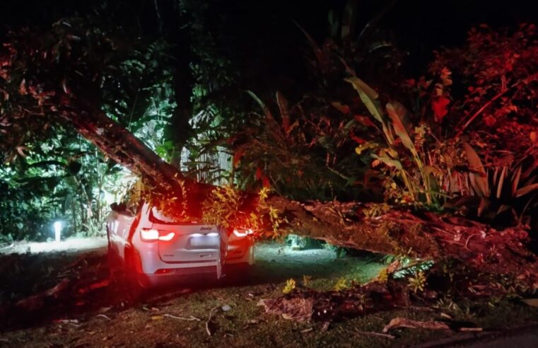Árvore cai sobre carro em São Sebastião, não houve vítimas