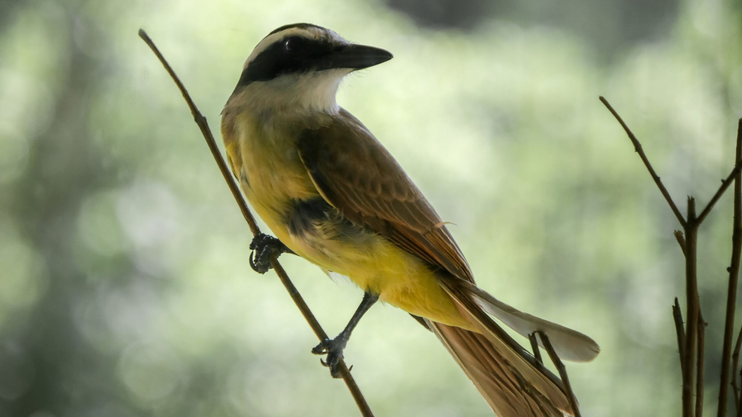 Bem-te-vi: a ave voraz que se tornou reina das cidades