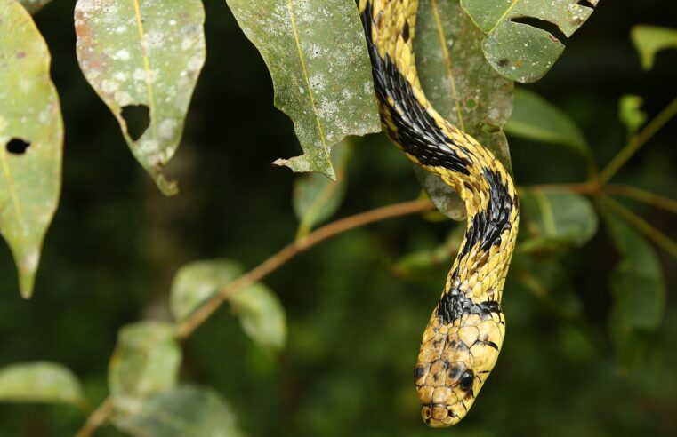 Biólogo Henrique desmente lendas da caninana: a cobra 'voa' e 'dá chicote'?