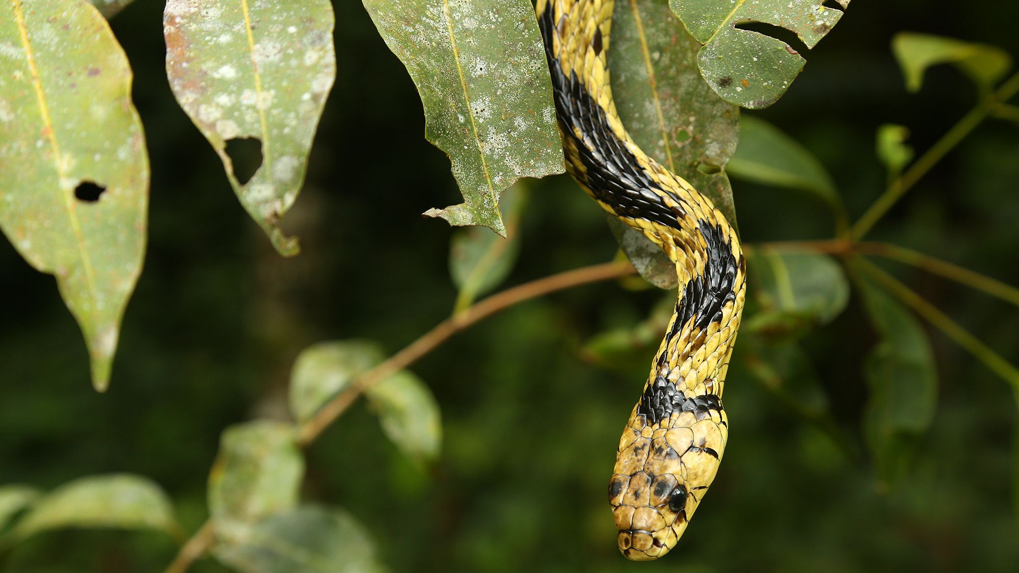 Biólogo Henrique desmente lendas da caninana: a cobra 'voa' e 'dá chicote'?