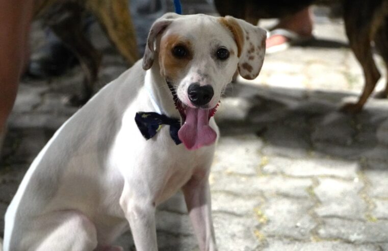 Cães e gatos aguardam adoção em Ilhabela