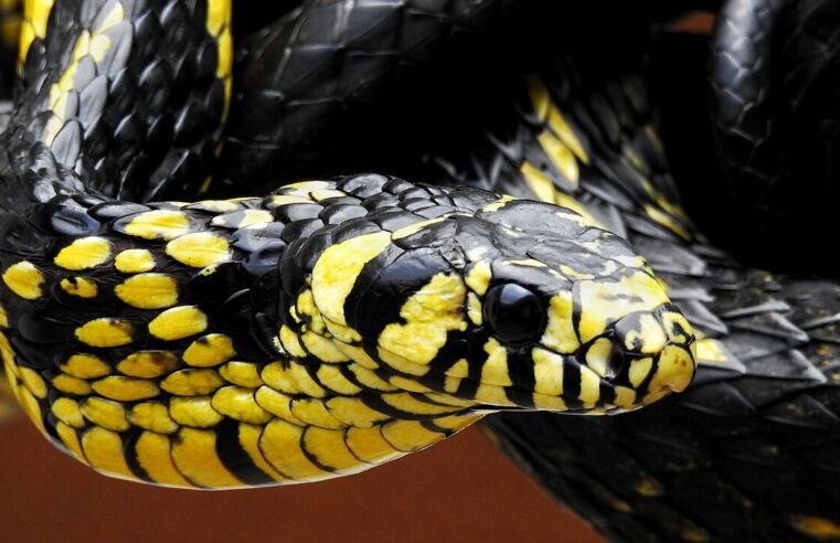 Cobra caninana: mitos e realidades sobre a 'gigante' das florestas