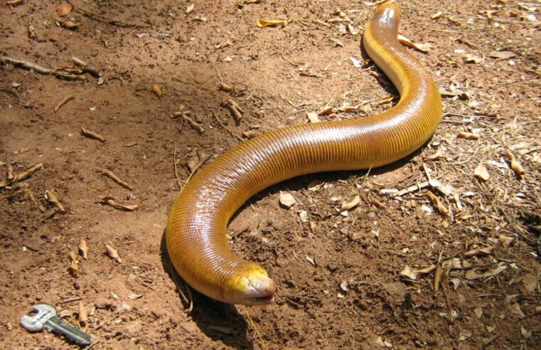 Cobra-de-duas-cabeças revoluciona ciência e tecnologia