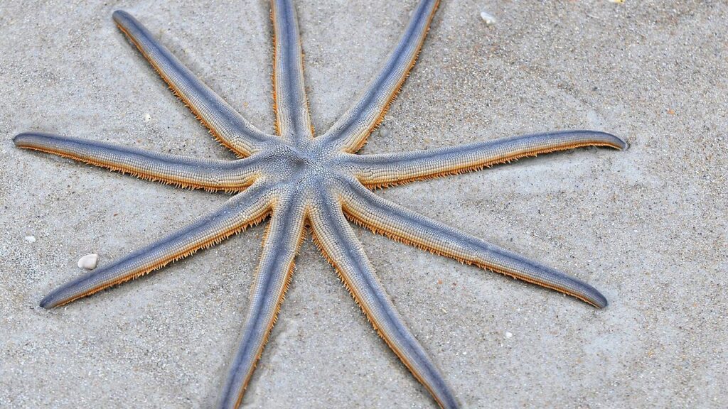 Estrelas-de-nove-pontas aparecem em Santos e causam alvoroço