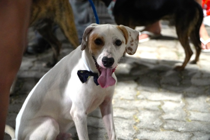 Ilhabela promove feira de adoção de cães e gatos