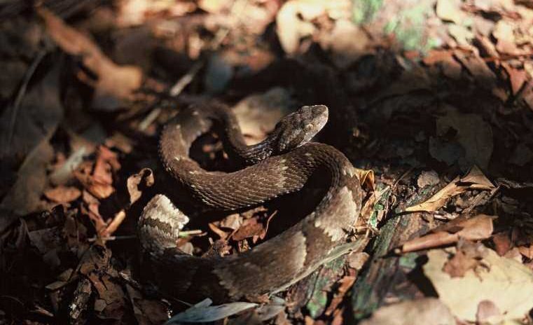 Jararaca de ilha desafia extinção com dieta de insetos e lagartos