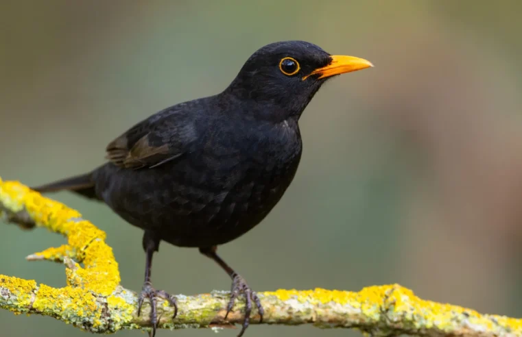 Por que esses animais simbolizam a morte?