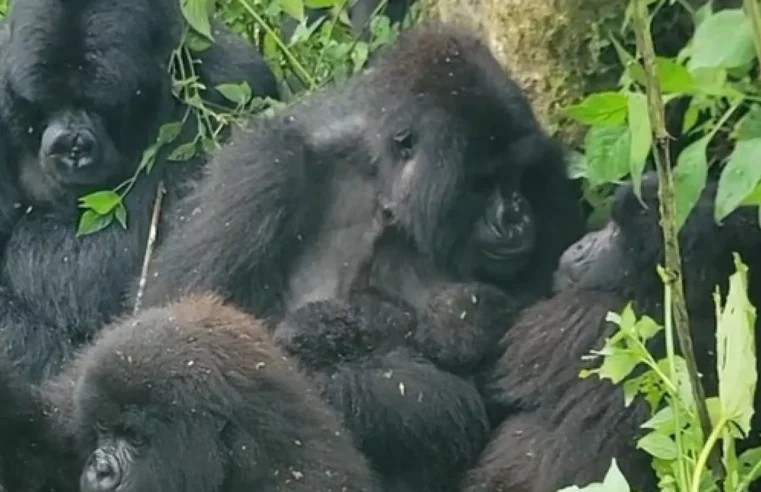Nascimento raro de gêmeos gorilas surpreende parque na África