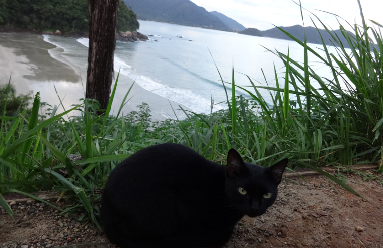 Castração e consultas médicas para cães e gatos em Ubatuba