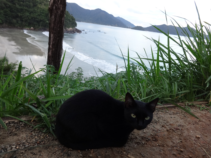 Castração e consultas médicas para cães e gatos em Ubatuba