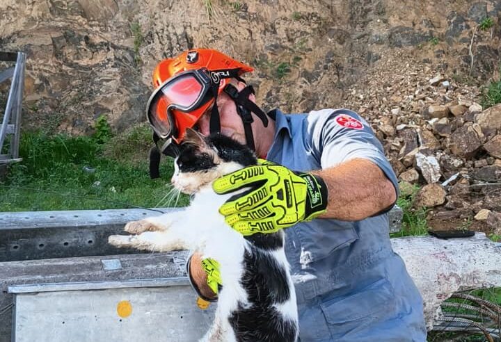 Gato é resgatado de poste em Ilhabela após 1 hora de trabalho