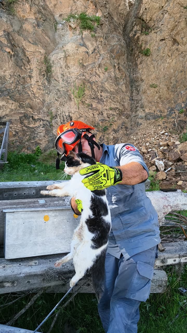 Gato é resgatado de poste em Ilhabela após 1 hora de trabalho
