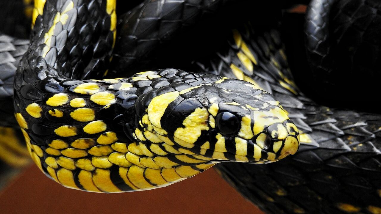 Cobra caninana: mitos e realidades sobre a ‘gigante’ das florestas