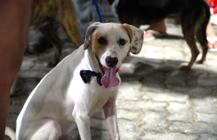 Ilhabela promove feira de adoção de cães e gatos