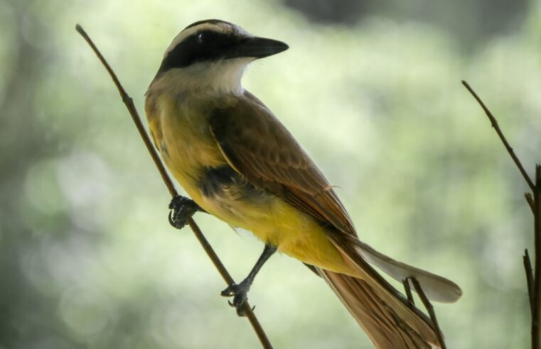 Bem-te-vi: a ave voraz que se tornou reina das cidades