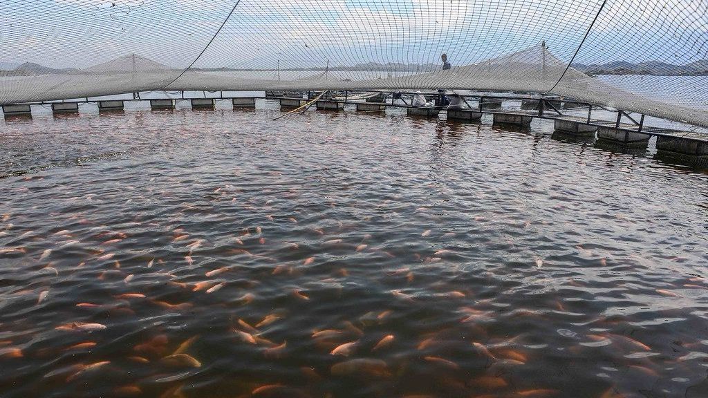 Vírus letal: o que muda para quem cria e consome tilápia em SP