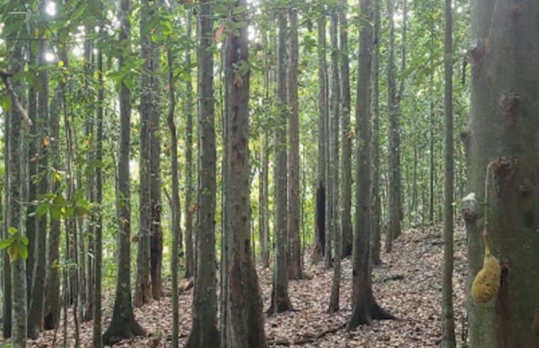 Jaqueira ameaça biodiversidade da Mata Atlântica