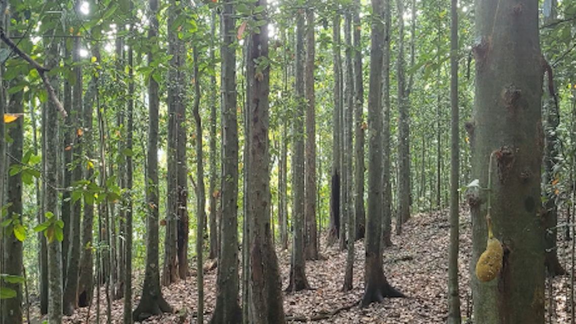 Jaqueira ameaça biodiversidade da Mata Atlântica