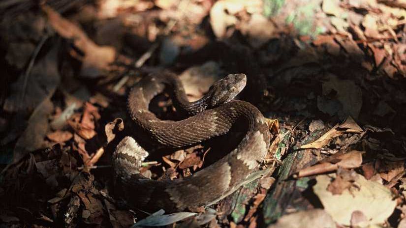 Jararaca de ilha desafia extinção com dieta de insetos e lagartos