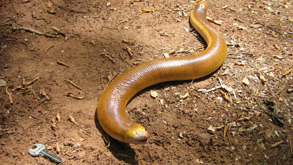 Cobra-de-duas-cabeças revoluciona ciência e tecnologia