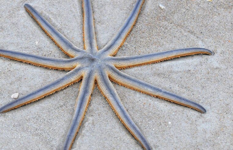 Estrelas-de-nove-pontas aparecem em Santos e causam alvoroço