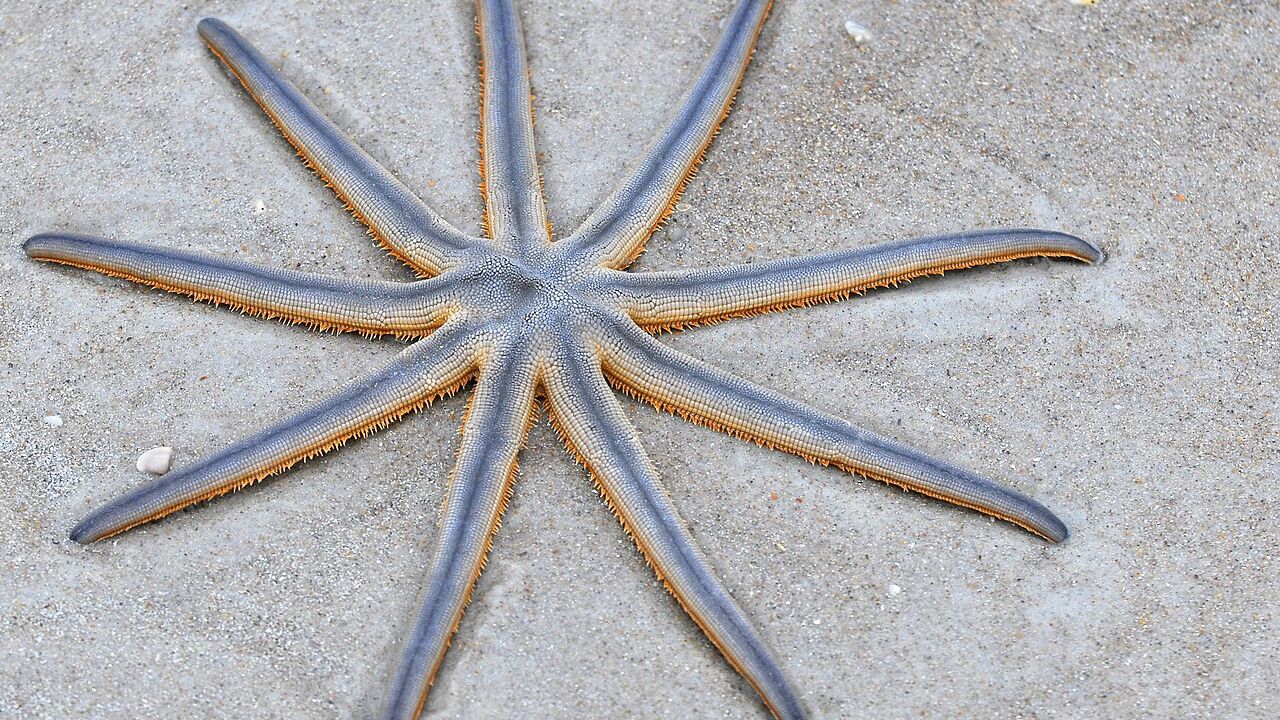 Estrelas-de-nove-pontas aparecem em Santos e causam alvoroço