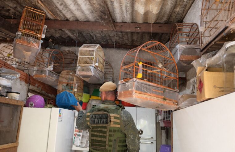 Morador de Ilhabela paga R$ 20.500 por animais silvestres