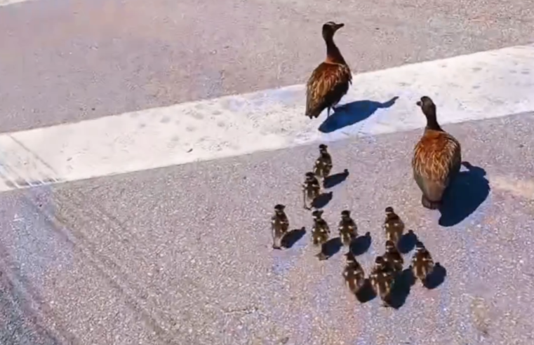 PRF ajuda a travessia de filhotes de patos na Dutra