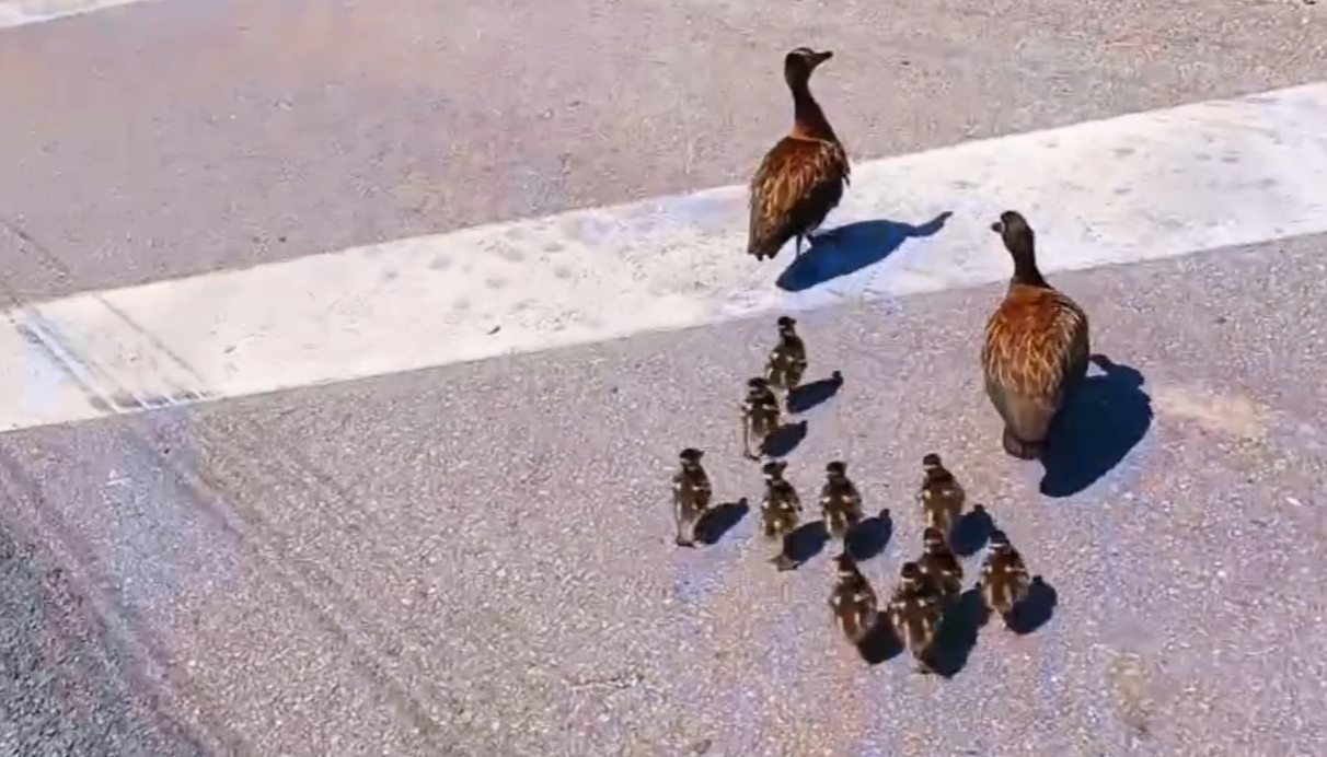 PRF ajuda a travessia de filhotes de patos na Dutra