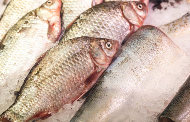 Vírus da Tilápia: Alerta para Criadores e Autoridades