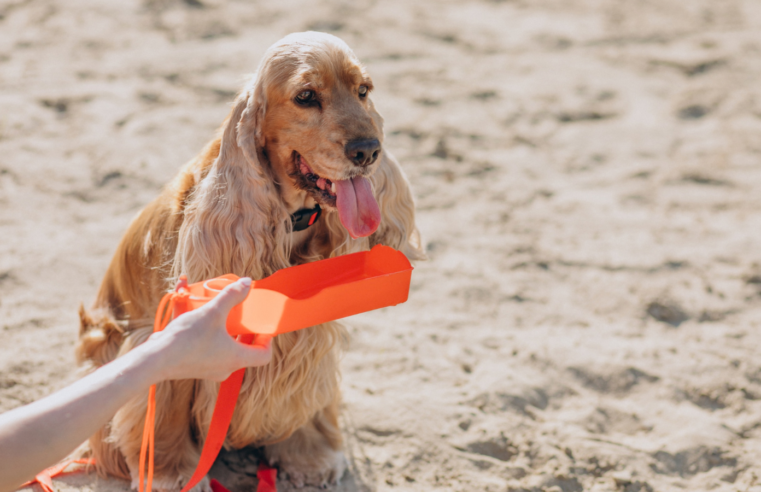 Dia Nacional dos Animais: cuidados essenciais para garantir o bem-estar dos pets na praia