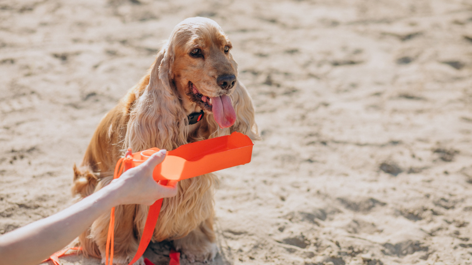 Dia Nacional dos Animais: cuidados essenciais para garantir o bem-estar dos pets na praia