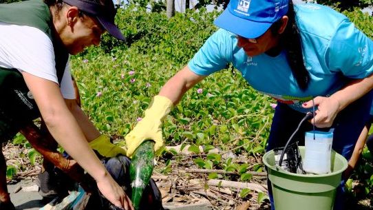 Praia do Porto Novo terá mutirões de limpeza em Caraguatatuba