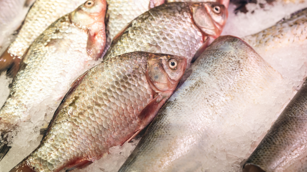 Vírus da Tilápia: Alerta para Criadores e Autoridades